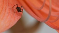 113-Jumping Spider-NiSi Close Up Lens 58mm