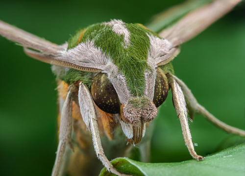 352) NiSi Close Up Lens