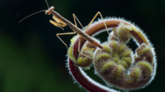 353-NiSi Close Up Lens