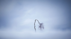 56-Winter tree-NiSi V6 +Soft GND8