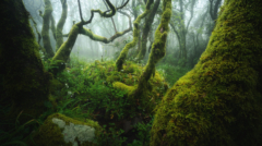 8-Secrets of the forest-NiSi 15mm F4