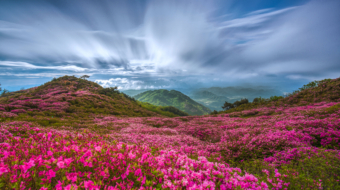 80-Royal Azalea in Mountain Hwangmae-NiSi IR ND64+Soft GND32