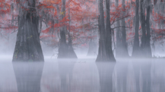 92-Cypress Swamp-NiSi IR ND8