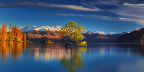 Wanaka tree high res
