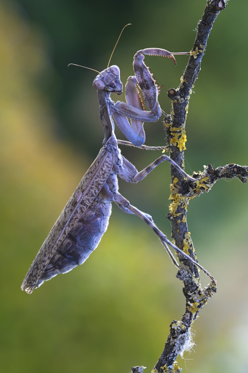 2. with nisi close up lens