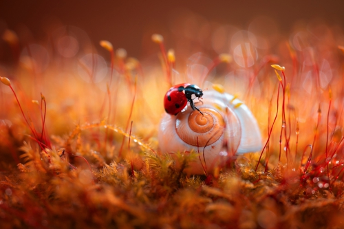 Fujinon 50-140mm AT 140MM F5.6 + NiSi Close Up Lens